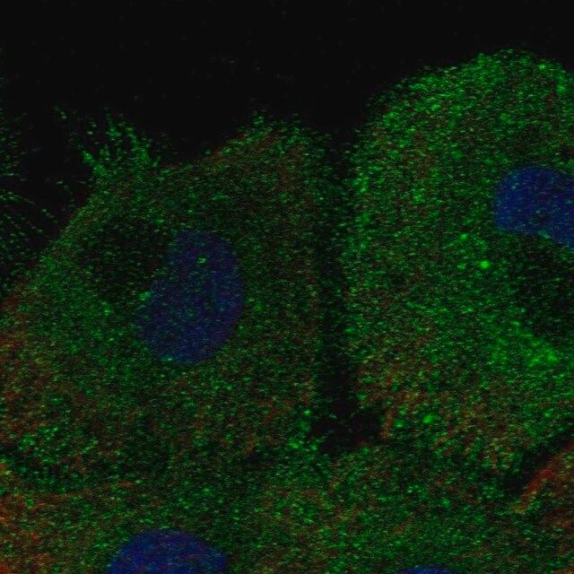 Anti-KCNK7 antibody produced in rabbit