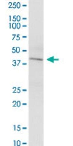 Anti-KCNN4 antibody produced in mouse