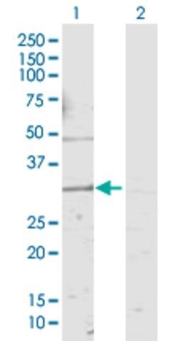 Anti-KCNMB4 antibody produced in rabbit