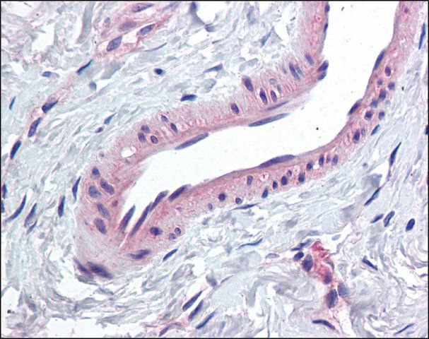 Anti-KCNMA1 antibody produced in rabbit