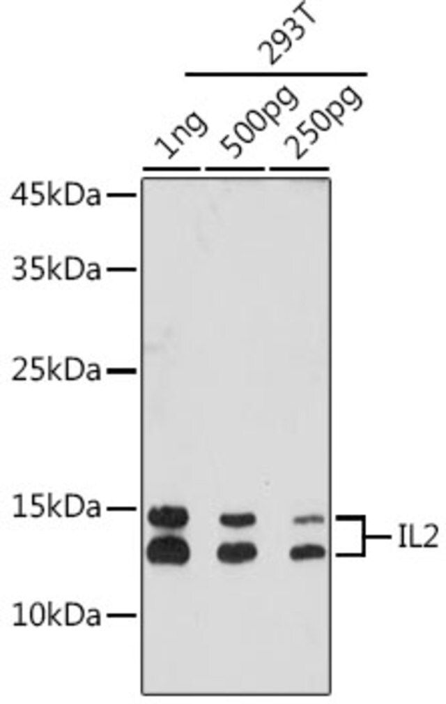 Anti-IL2 antibody produced in rabbit