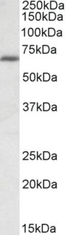 Anti-IKZF1 antibody produced in goat