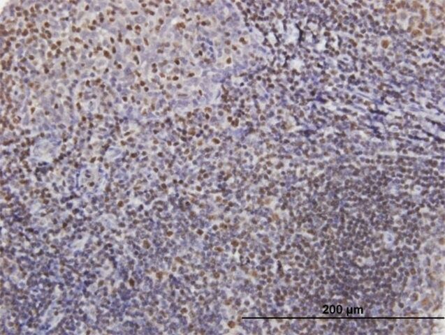 Anti-IKZF3 antibody produced in mouse