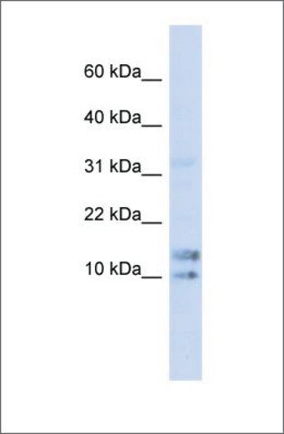 Anti-IL15 antibody produced in rabbit