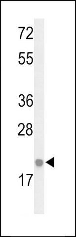 ANTI-IL26 (CENTER) antibody produced in rabbit