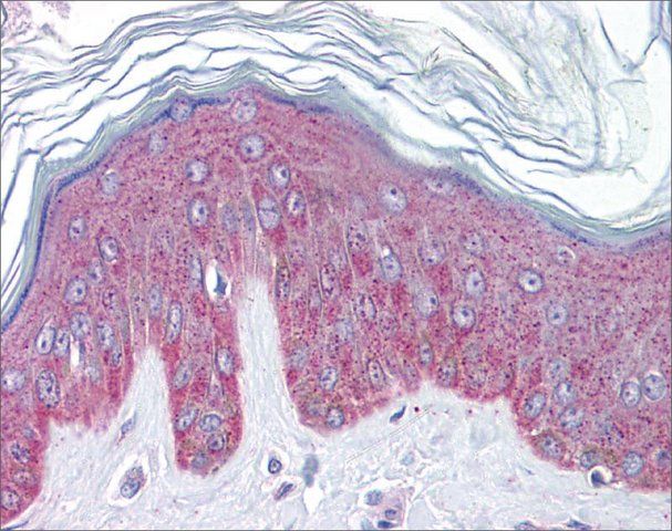 Anti-IL33 antibody produced in rabbit