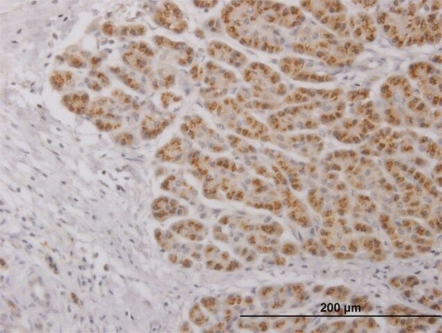 Anti-IL17C antibody produced in mouse