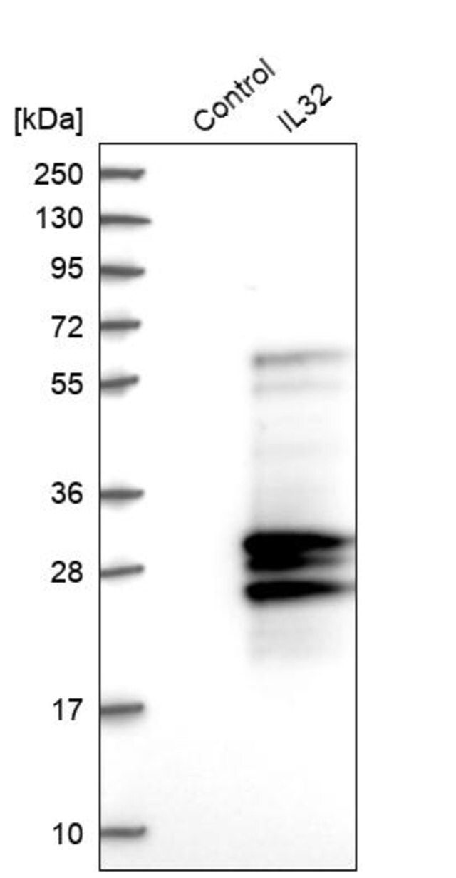 Anti-IL32 antibody produced in rabbit