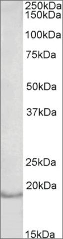 Anti-IL17A antibody produced in goat