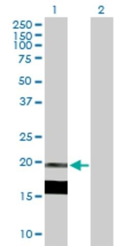 Anti-IL7 antibody produced in mouse