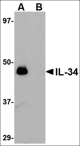 Anti-IL-34 (ab1) antibody produced in rabbit