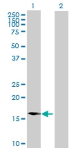 Anti-IL23A antibody produced in rabbit