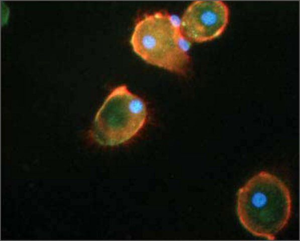 Anti-IL1B antibody produced in rabbit