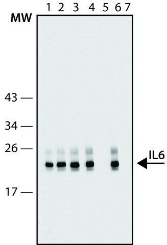 Anti-IL6 high affinity antibody, Mouse monoclonal