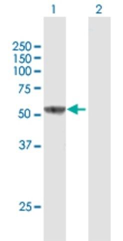 Anti-IL16 antibody produced in mouse