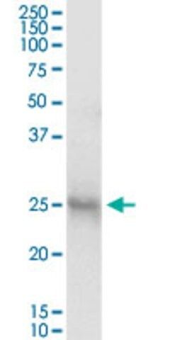 Anti-IL3 antibody produced in mouse