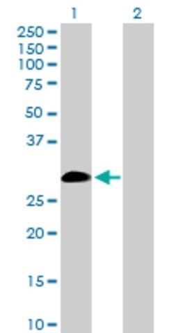 Anti-IL9 antibody produced in rabbit