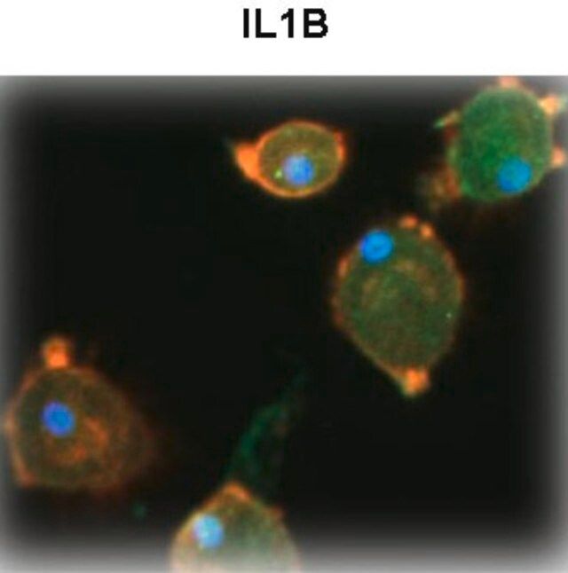 Anti-IL1B (N-terminal) antibody produced in rabbit