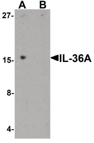 Anti-IL-36A antibody produced in rabbit