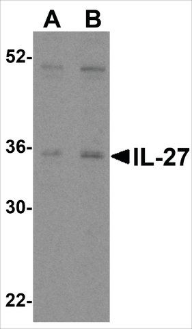 Anti-IL-27 (ab2) antibody produced in rabbit