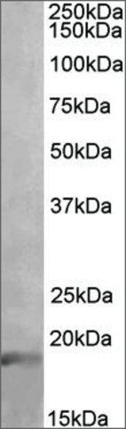 Anti-IL17A antibody produced in goat