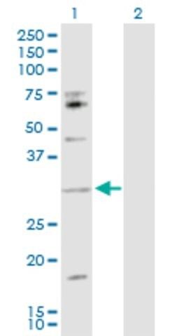 Anti-IL17B antibody produced in rabbit