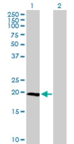 Anti-IL23A antibody produced in mouse