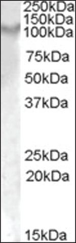 Anti-Il17ra antibody produced in goat