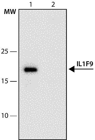 Anti-IL1F9 (1-11) antibody produced in rabbit