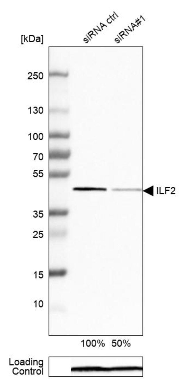 Anti-ILF2 antibody produced in rabbit