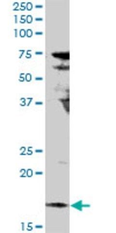 Anti-IL17F antibody produced in rabbit