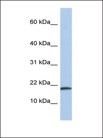 Anti-IL1A antibody produced in rabbit