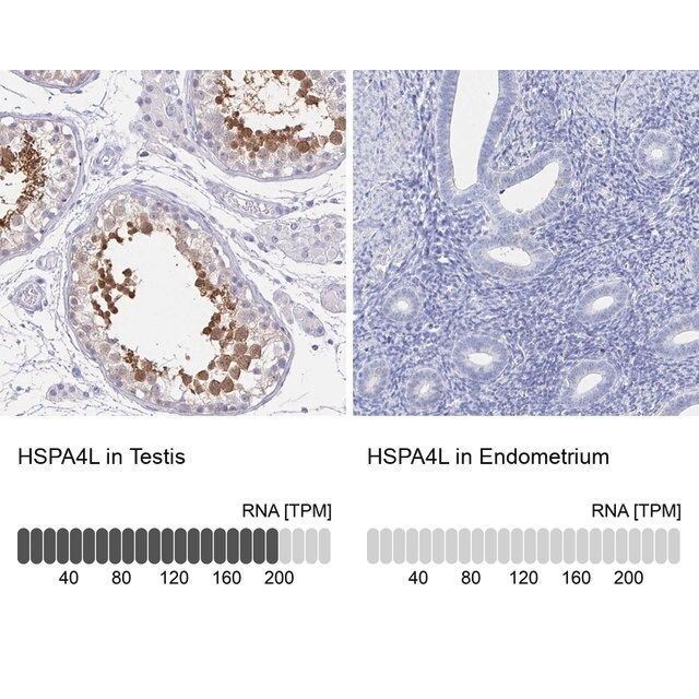 Anti-HSPA4L antibody produced in rabbit