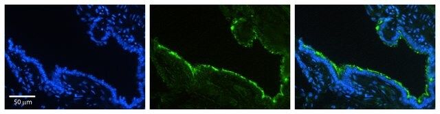 Anti-HSP90B1 antibody produced in rabbit