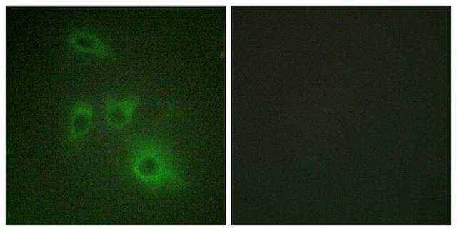 Anti-HSP90B antibody produced in rabbit