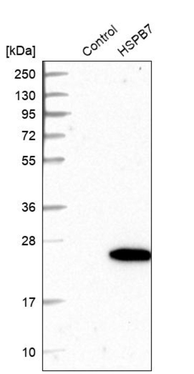 Anti-HSPB7 antibody produced in rabbit