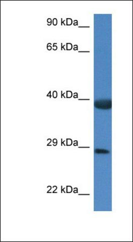 Anti-HSPBP1 antibody produced in rabbit