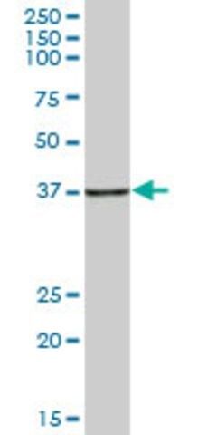 Anti-HSPBP1 antibody produced in mouse