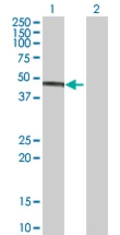 Anti-IDH3G antibody produced in mouse