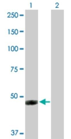 Anti-IFI44 antibody produced in rabbit