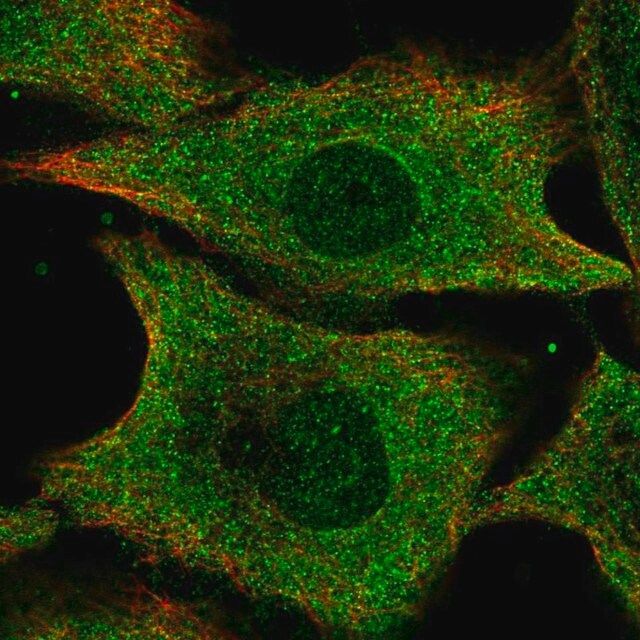 Anti-IFI35 antibody produced in rabbit