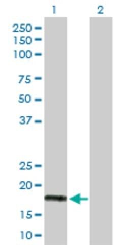 Anti-IFNA5 antibody produced in rabbit