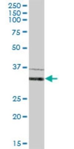 Anti-IFI35 antibody produced in mouse