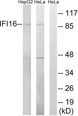 Anti-IFI16 antibody produced in rabbit