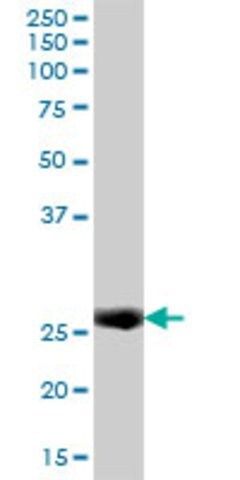 Anti-IFI30 antibody produced in mouse