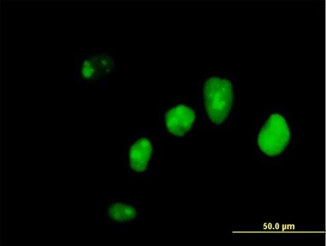 Anti-IFI16 antibody produced in mouse