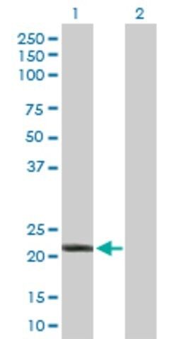 Anti-IFNA10 antibody produced in rabbit