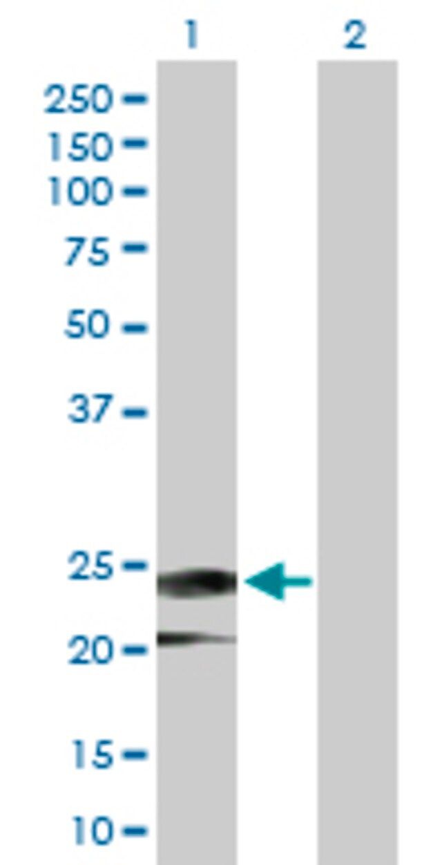 Anti-IFNA14 antibody produced in rabbit