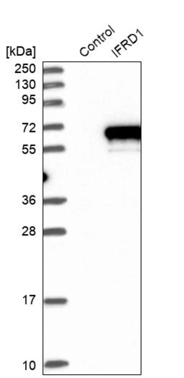 Anti-IFRD1 antibody produced in rabbit