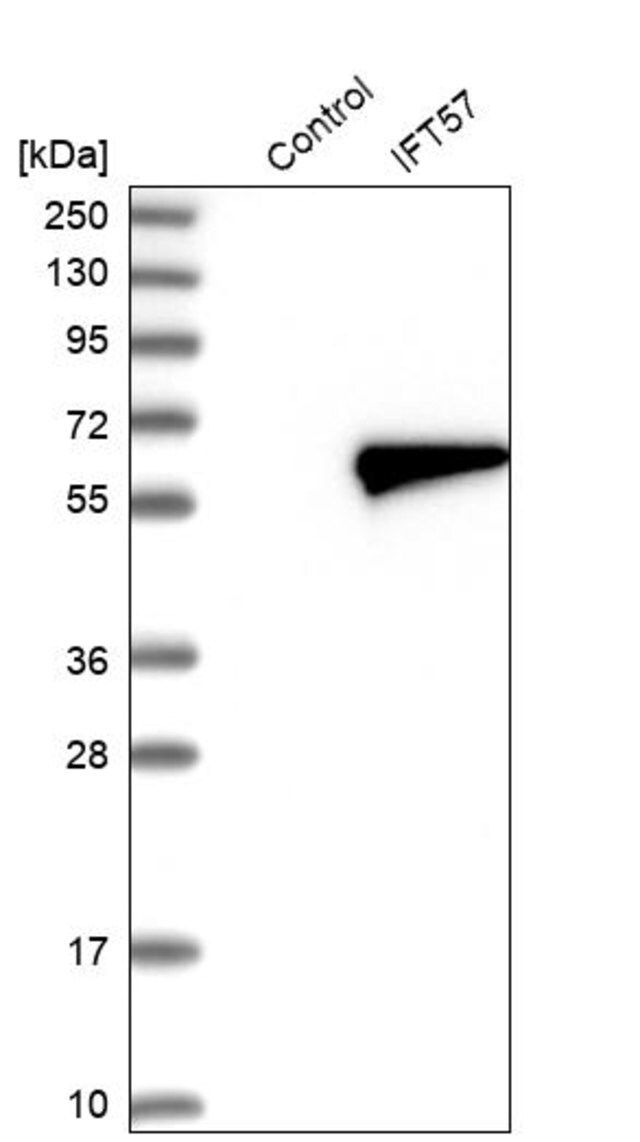 Anti-IFT57 antibody produced in rabbit